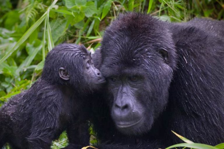 How to See Silverback Gorillas in Uganda and Rwanda