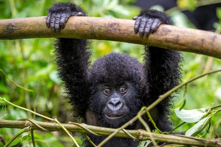 Tips to guide you plan a successful trip to Uganda